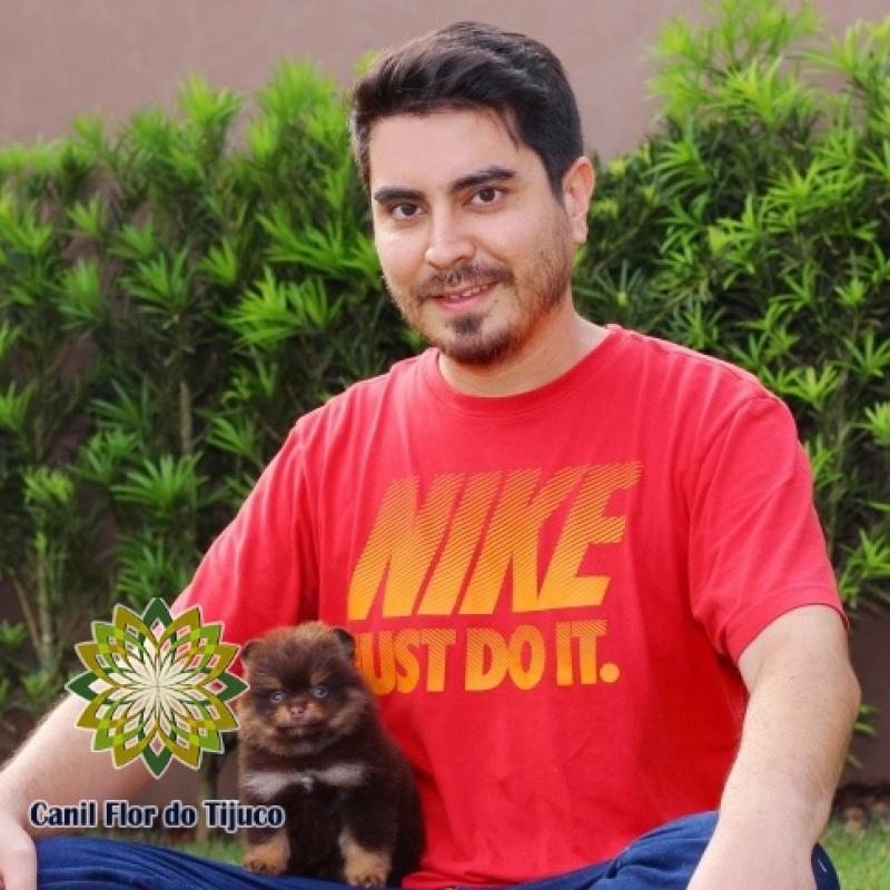 Cão Lulu da Pomerânia Mini Macho Pará - Lulu da Pomerânia Mini Pequeno