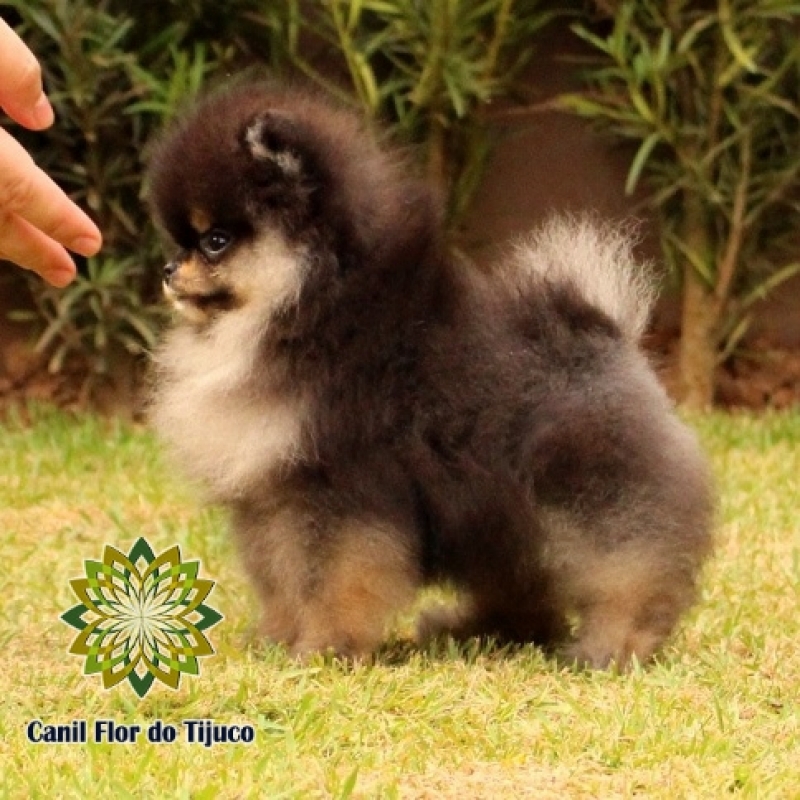 Cão Lulu da Pomerânia Mini Preto Paulista - Lulu da Pomerânia Mini Branco