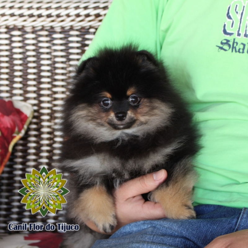 Cão Lulu da Pomerânia Preto Adulto Caicó - Lulu da Pomerânia Preto Pequeno