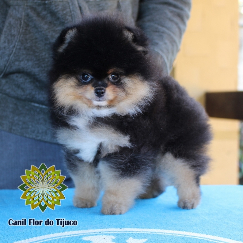 Cão Lulu da Pomerânia Preto Anão Flamengo - Lulu da Pomerânia Preto Anão