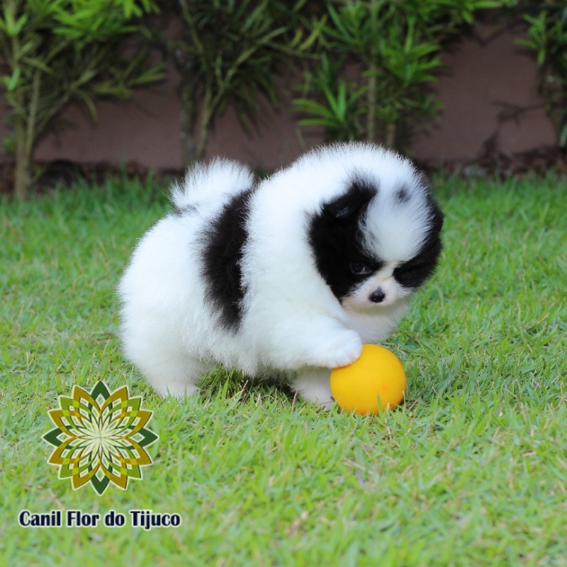 Cão Lulu da Pomerânia Preto e Branco Palotina - Lulu da Pomerânia Preto Pequeno