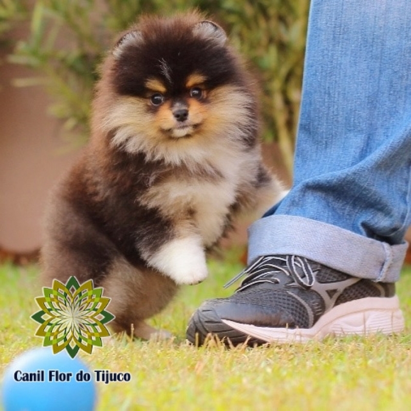 Cão Lulu da Pomerânia Preto Fêmea Tefé - Lulu da Pomerânia Preto Micro