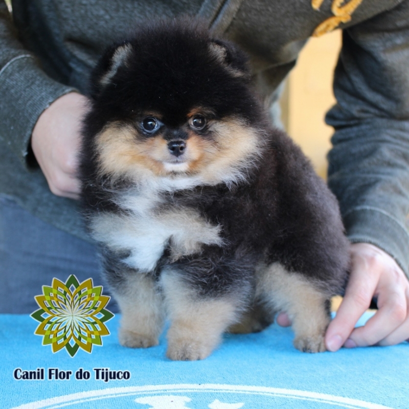 Cão Lulu da Pomerânia Preto Filhote Rio Brilhante - Lulu da Pomerânia Preto Fêmea