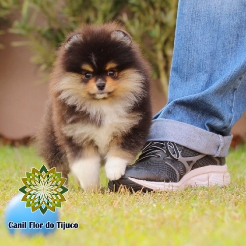 Cão Lulu da Pomerânia Preto Macho Pirapetinga - Lulu da Pomerânia Preto Adulto