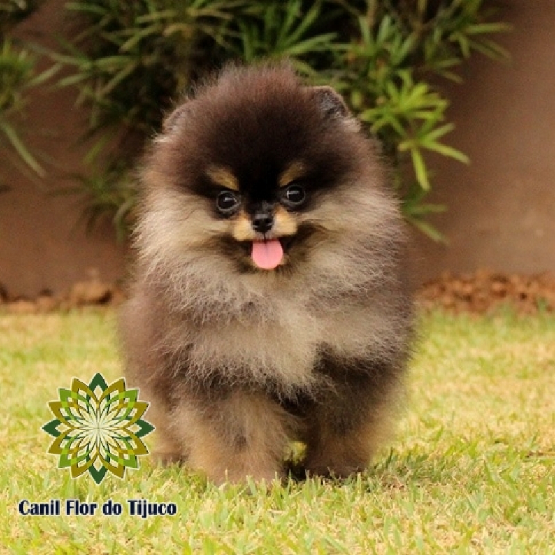 Cão Lulu da Pomerânia Preto Mini Campo Bom - Lulu da Pomerânia Preto Micro