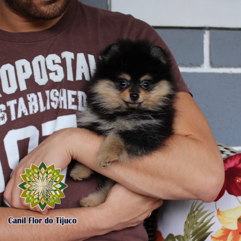Cão Lulu da Pomerânia Preto Pequeno Navegantes - Lulu da Pomerânia Preto Micro