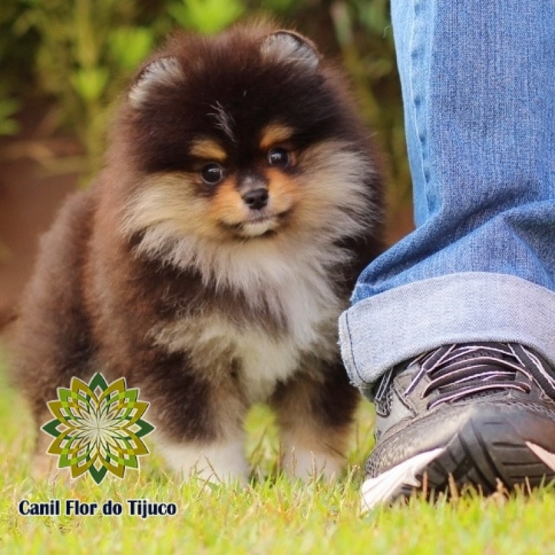 Cão Lulu da Pomerânia Preto Alto Alegre - Lulu da Pomerânia Preto Filhote