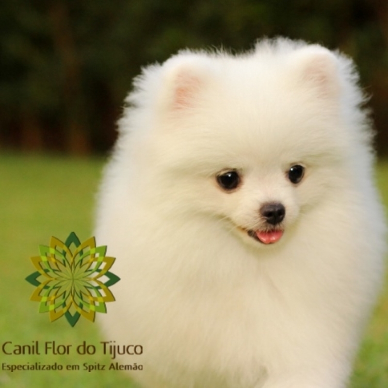 Cão Spitz Alemão Anão Branco Itaim Paulista - Spitz Alemão Anão Preto