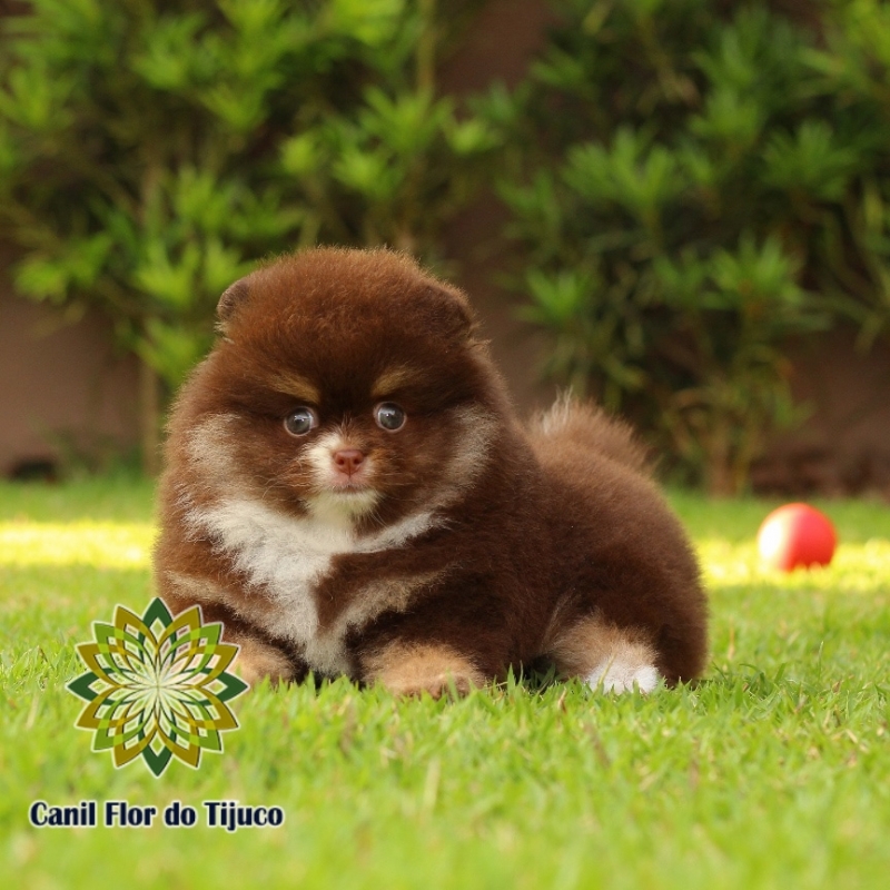 Cão Spitz Alemão Anão Chocolate Jaboatão dos Guararapes - Spitz Alemão Anão Fêmea