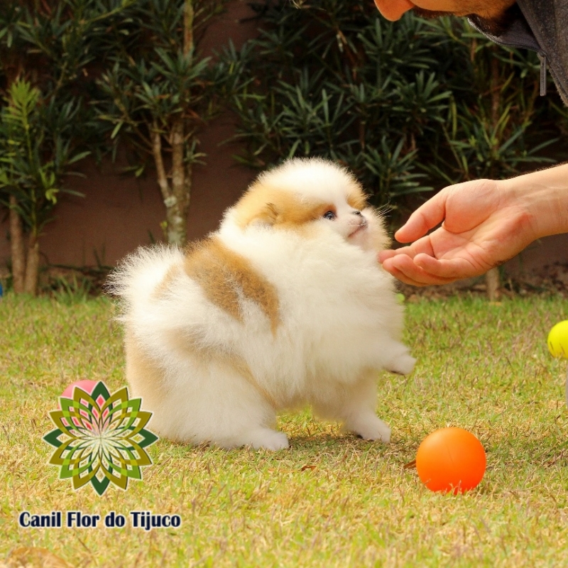 Cão Spitz Alemão Anão Filhote São Paulo de Olivença - Spitz Alemão Anão Macho