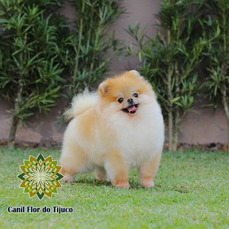 Cão Spitz Alemão Anão Laranja Aeroporto - Spitz Alemão Anão Branco