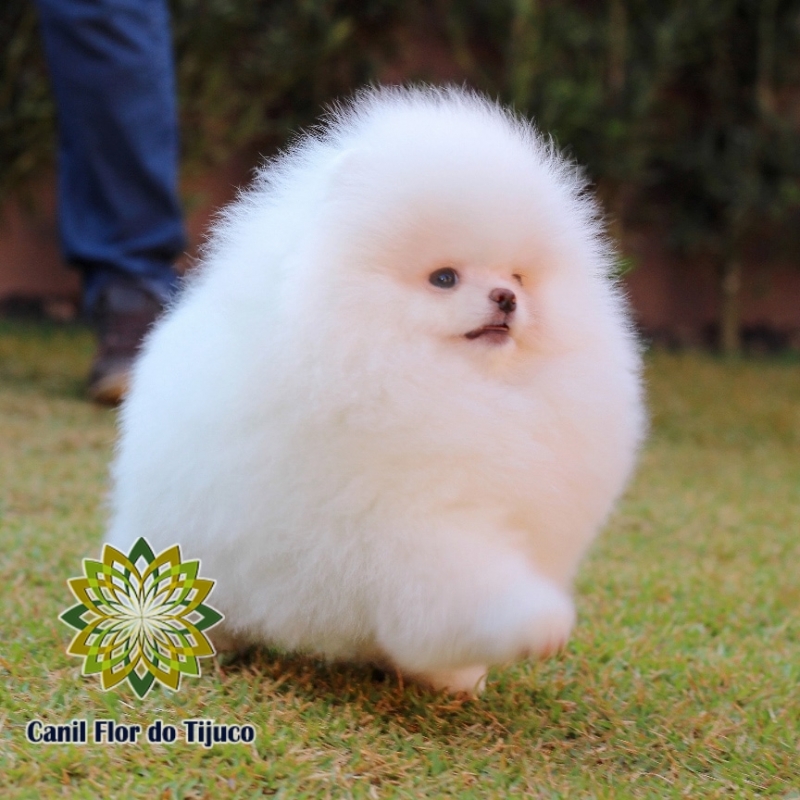 Cão Spitz Alemão Branco Adulto Wanderlândia - Spitz Alemão Branco Macho