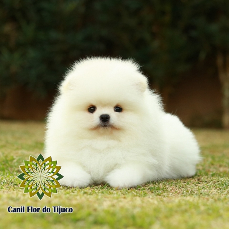 Cão Spitz Alemão Branco Filhote Campo Bom - Spitz Alemão Branco Pequeno