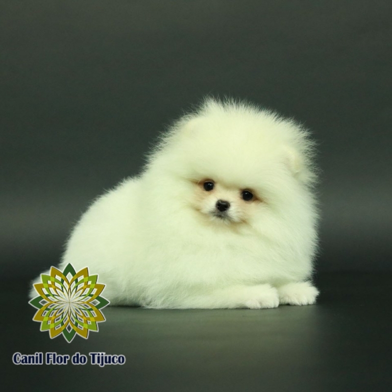 Cão Spitz Alemão Branco Macho Ilhéus - Spitz Alemão Branco Fêmea