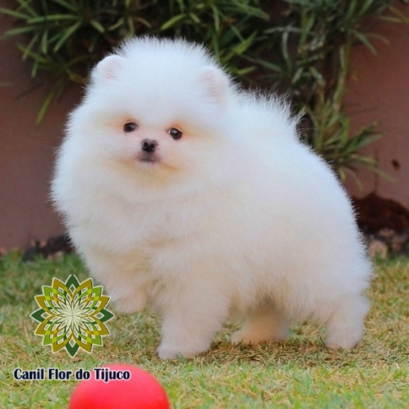 Cão Spitz Alemão Branco Micro Florianópolis - Spitz Alemão Branco Adulto