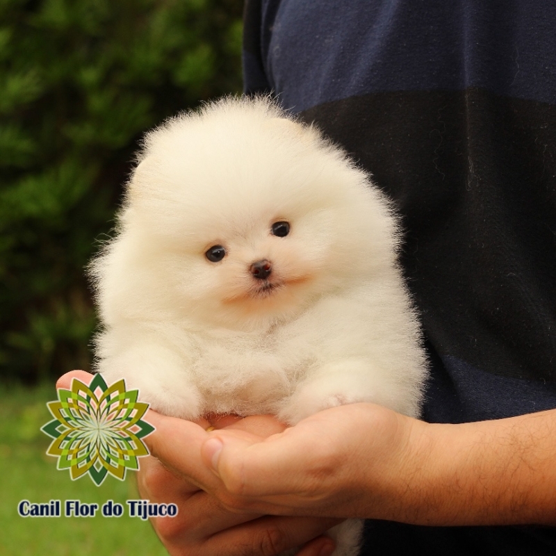 Cão Spitz Alemão Branco Mini Pitanga - Spitz Alemão Branco