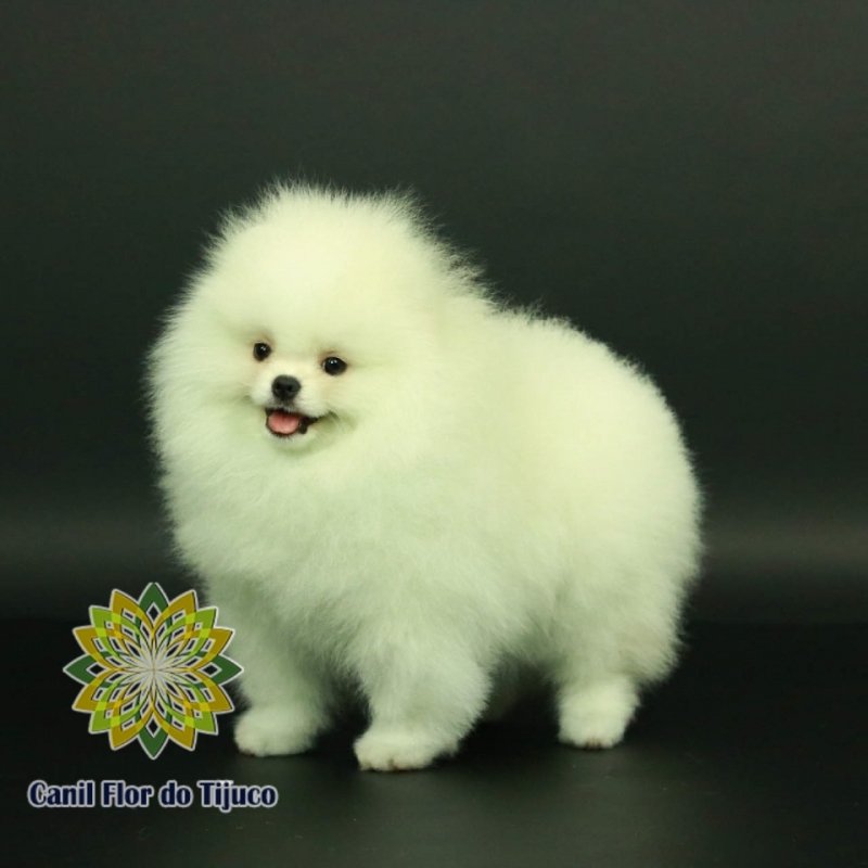 Cão Spitz Alemão Branco Pequeno Campinas - Spitz Alemão Branco Adulto