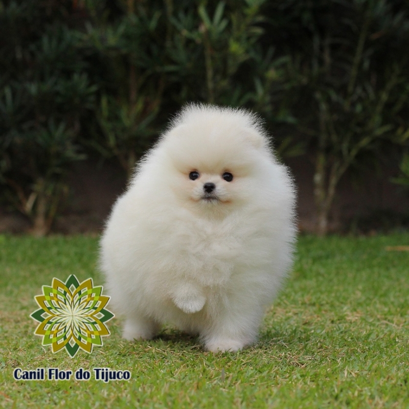 Cão Spitz Alemão Branco Flamengo - Spitz Alemão Branco Anão