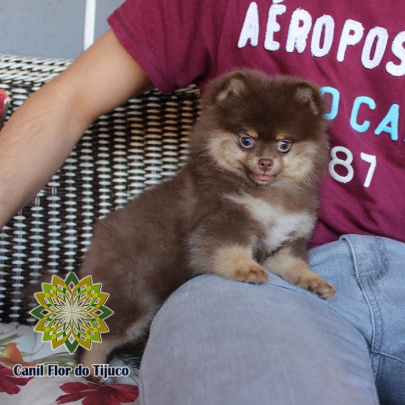 Cão Spitz Alemão Chocolate Fêmea Caratinga - Spitz Alemão Chocolate Mini