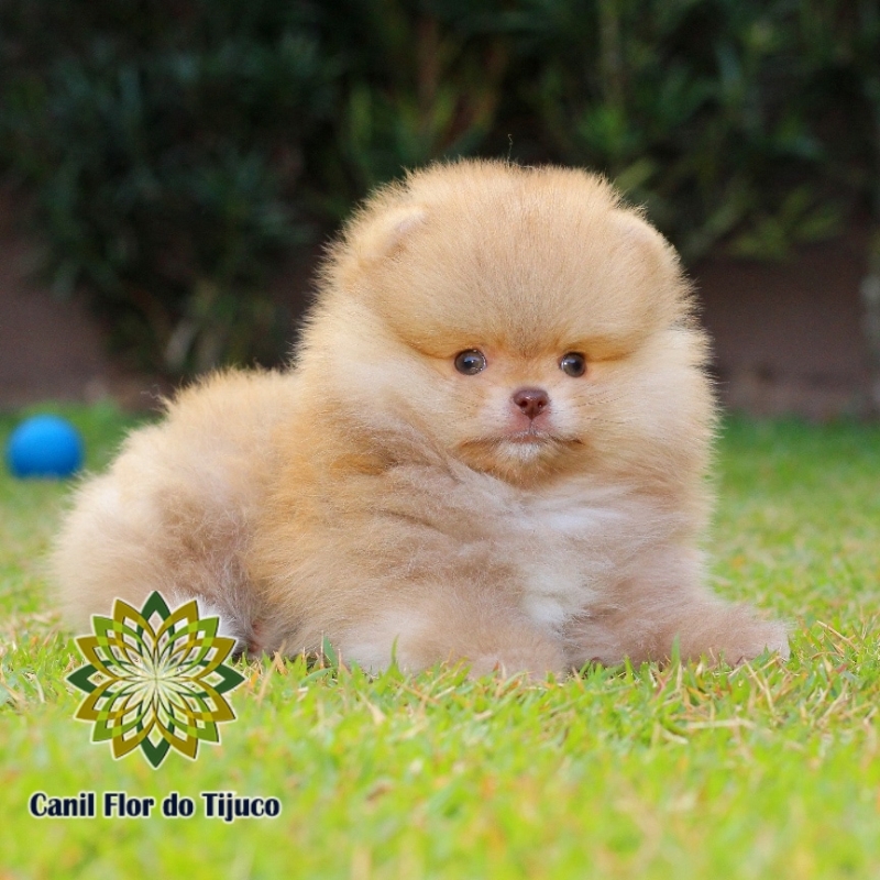 Cão Spitz Alemão Chocolate Filhote Madureira - Spitz Alemão Chocolate Adulto