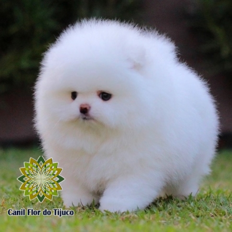 Cão Spitz Alemão Cor Branca Treze Tílias - Spitz Alemão Branco Anão