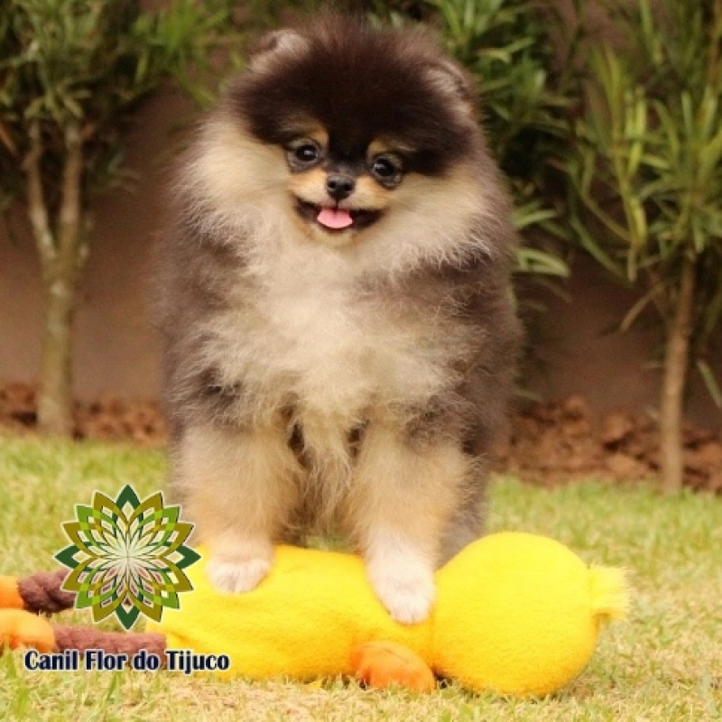 Cão Spitz Alemão Cor Preta Rondonópolis - Spitz Alemão Preto Mini