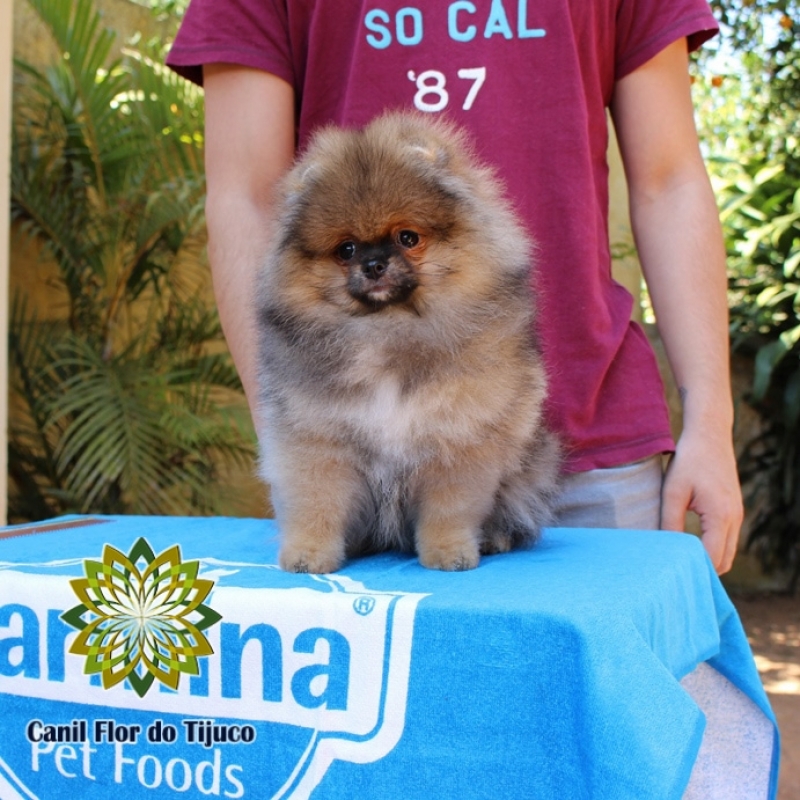 Cão Spitz Alemão Cores Laranja Caieras - Spitz Alemão Laranja Mini