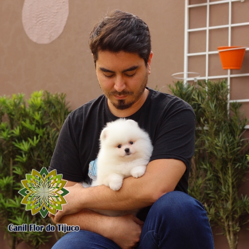 Cão Spitz Alemão Creme Anão Ivoti - Spitz Alemão Creme Fêmea