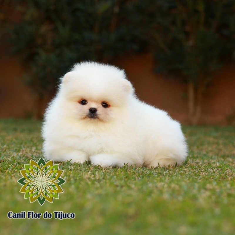 Cão Spitz Alemão Creme Macho Metropolitana de Curitiba - Spitz Alemão Creme Fêmea