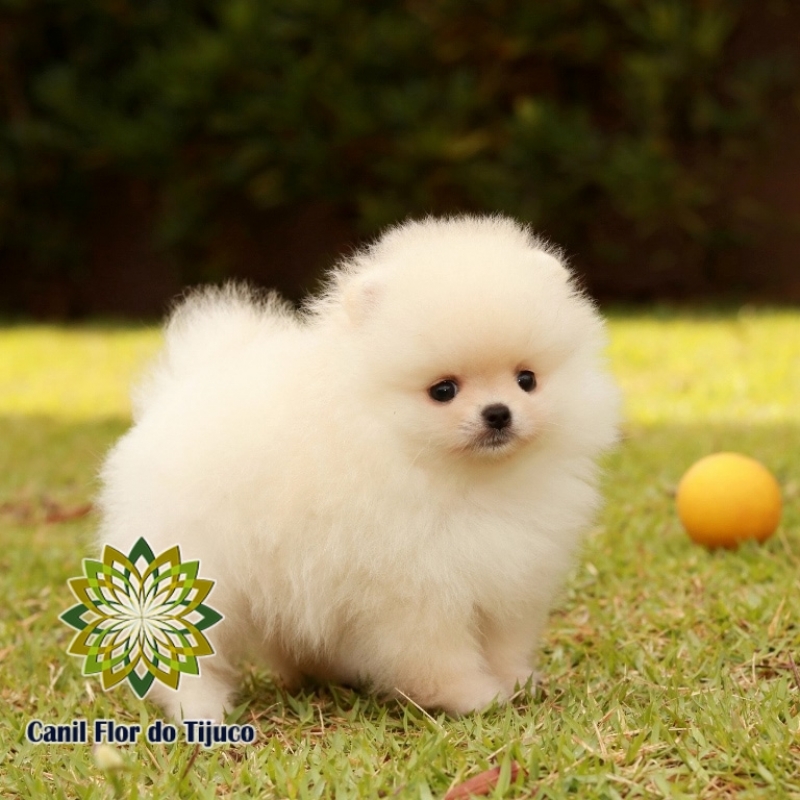 Cão Spitz Alemão Creme Mini Natal - Spitz Alemão Creme Micro