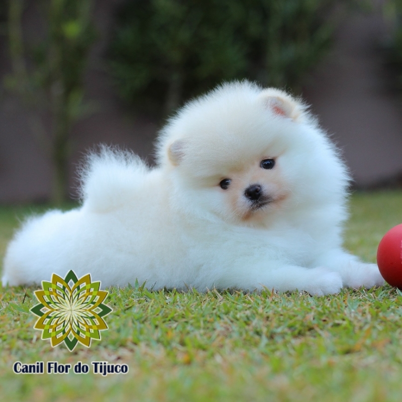 Cão Spitz Alemão Creme Pequeno Parque Vila Prudente - Spitz Alemão Creme Filhote