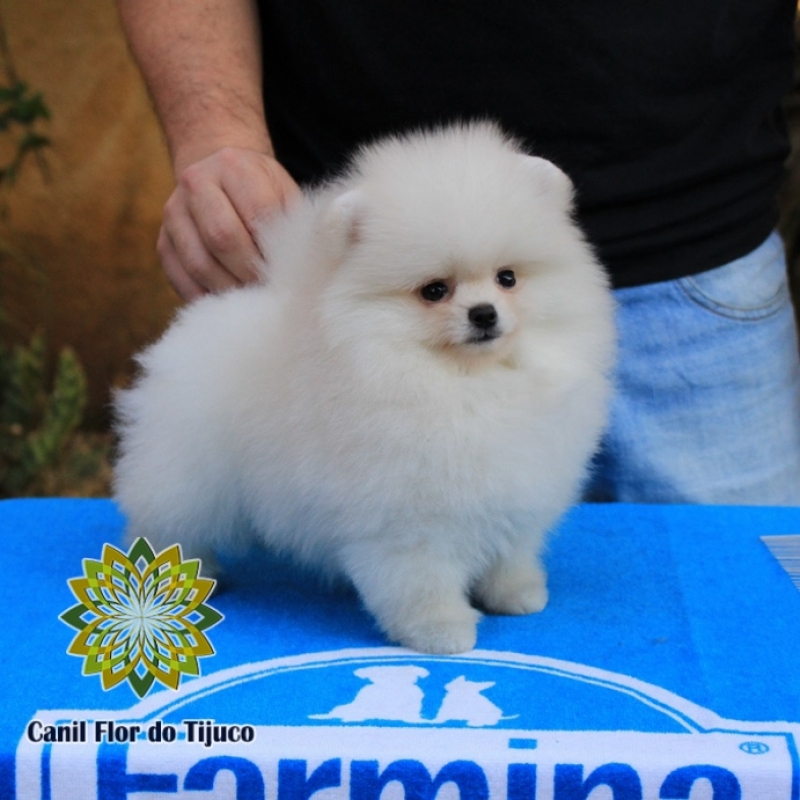 Cão Spitz Alemão Creme Igarassu - Spitz Alemão Creme Anão