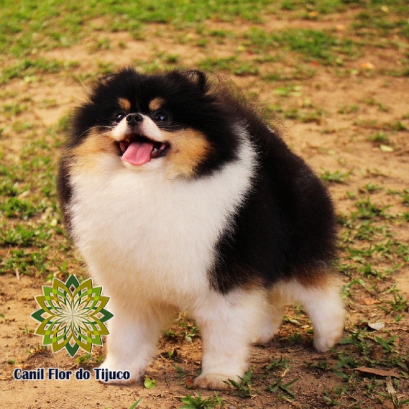 Cão Spitz Alemão Fêmea Adulta Nova Boa Vista - Spitz Alemão Fêmea Laranja