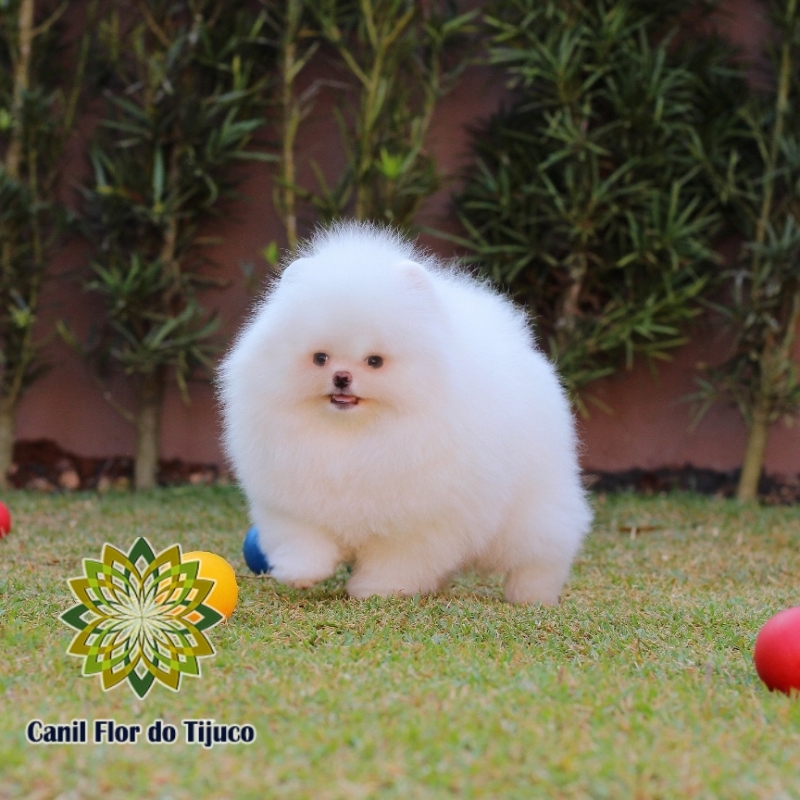 Cão Spitz Alemão Fêmea Branca Pitanga - Spitz Alemão Fêmea