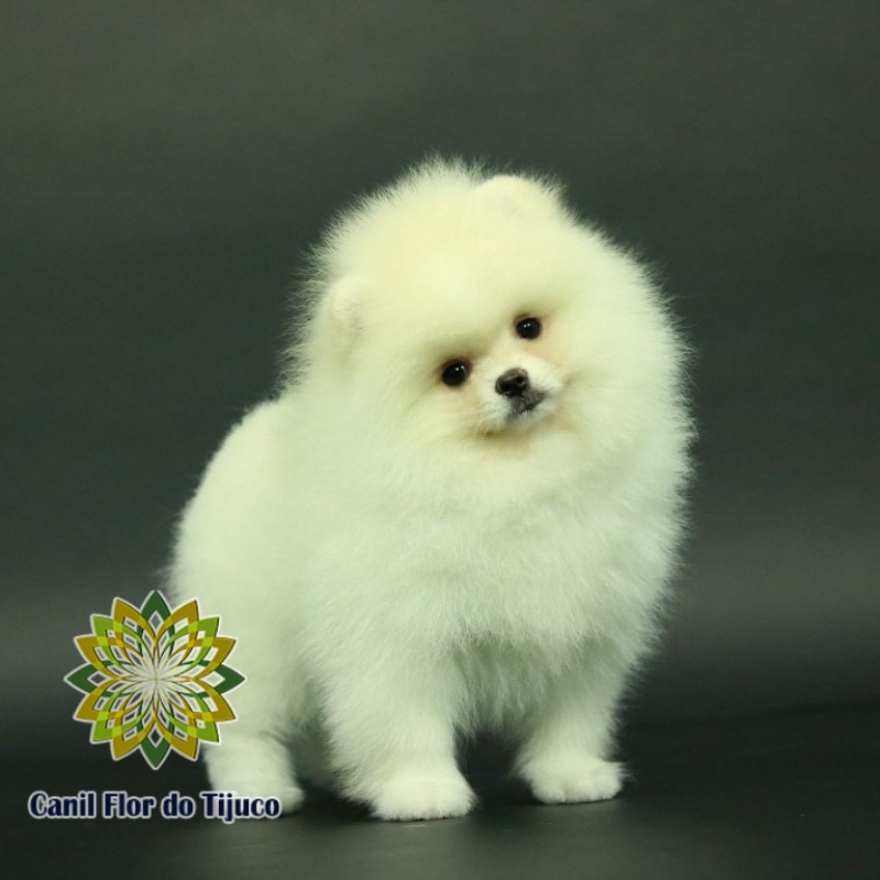 Cão Spitz Alemão Fêmea Creme Joaçaba - Spitz Alemão Fêmea Creme