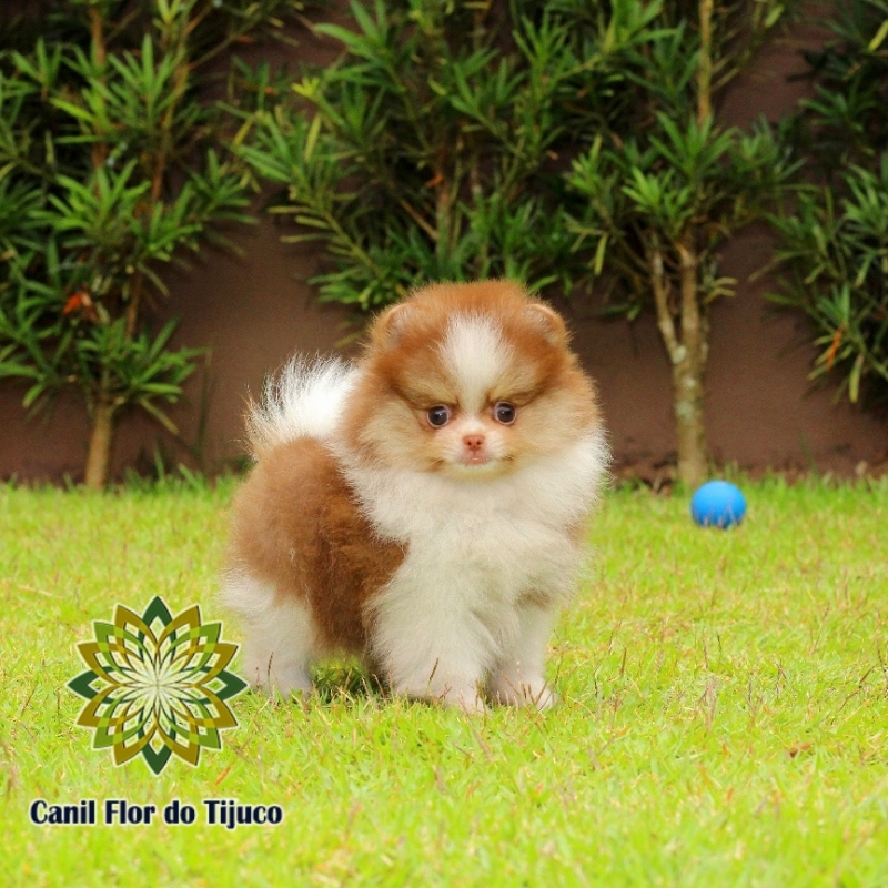 Cão Spitz Alemão Fêmea Filhote Goiás - Spitz Alemão Fêmea Laranja