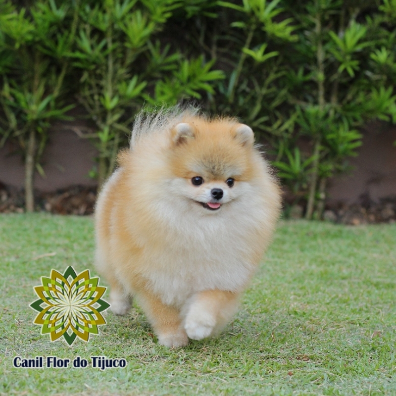 Cão Spitz Alemão Fêmea Pequena Ipojuca - Spitz Alemão Fêmea Anão