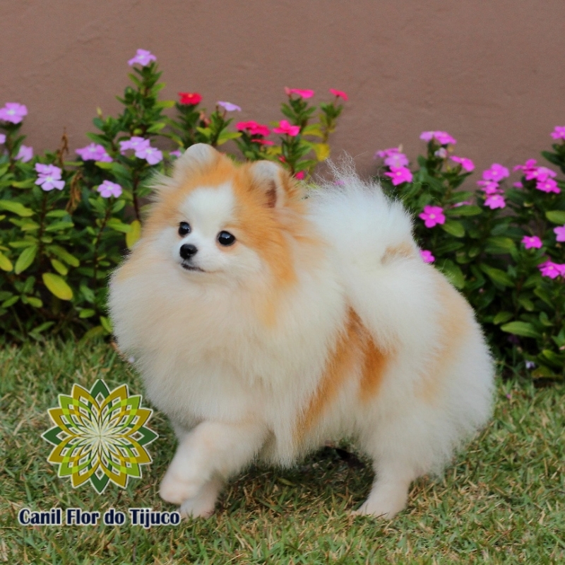 Cão Spitz Alemão Fêmea Horizontina - Spitz Alemão Fêmea Preta