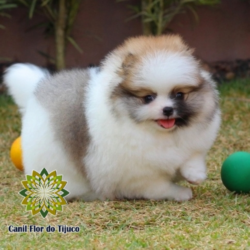 Cão Spitz Alemão Filhote Anão Parque Vila Prudente - Spitz Alemão Filhote Branco