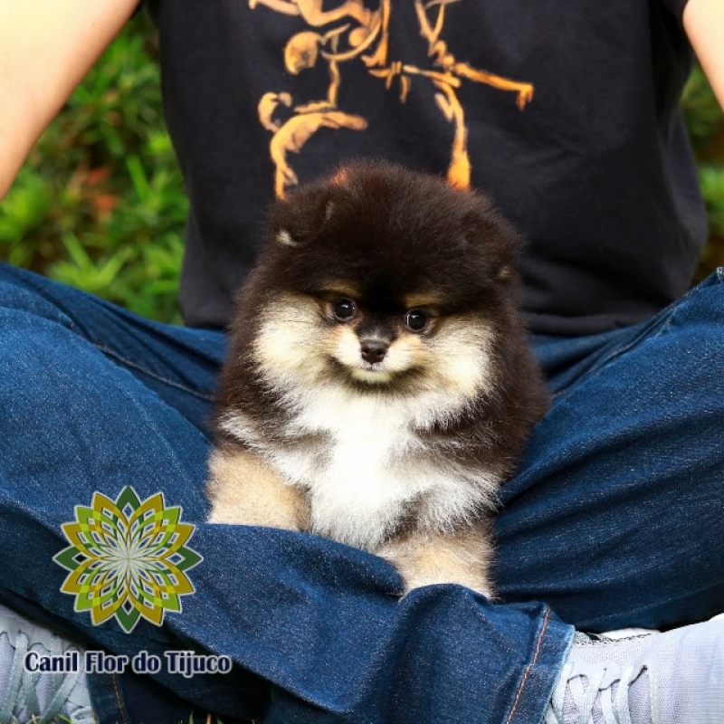 Cão Spitz Alemão Filhote Cor Preta Ipatinga - Spitz Alemão Filhote Fêmea