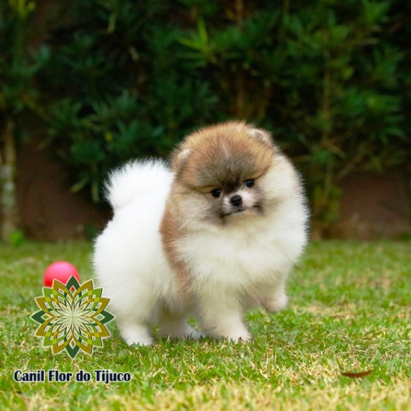 Cão Spitz Alemão Filhote Fêmea Lagoa - Spitz Alemão Filhote Branco