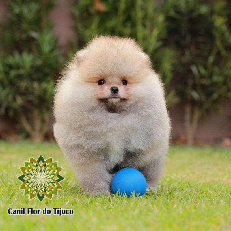 Cão Spitz Alemão Filhote Macho Piratuba - Spitz Alemão Filhote Pequeno