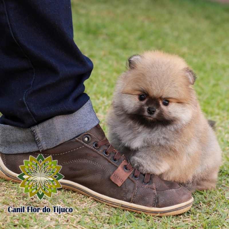 Cão Spitz Alemão Filhote Taboão da Serra - Spitz Alemão Filhote Laranja