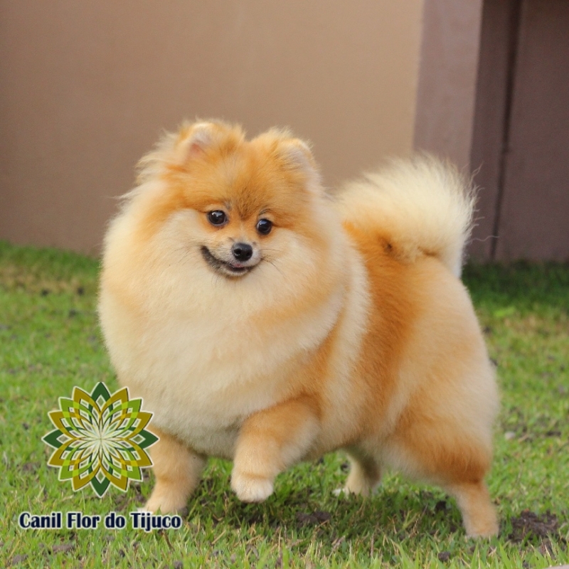 Cão Spitz Alemão Laranja Adulto Bom Princípio - Spitz Alemão Laranja Pequeno