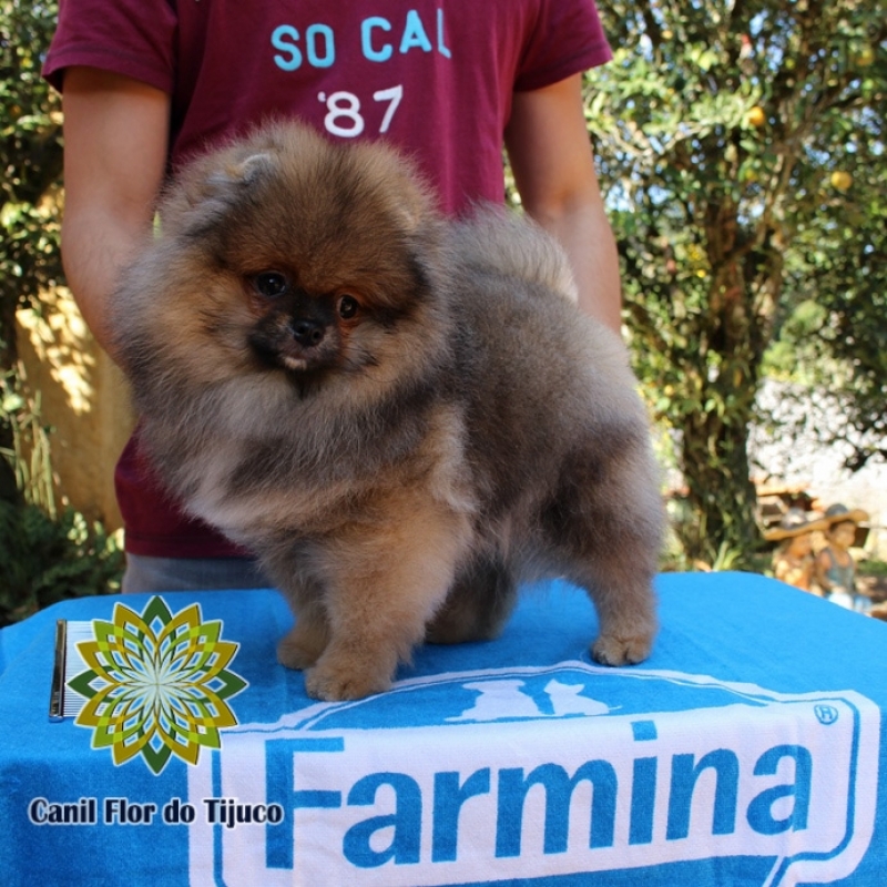 Cão Spitz Alemão Laranja Anão Natal - Spitz Alemão Cores Laranja