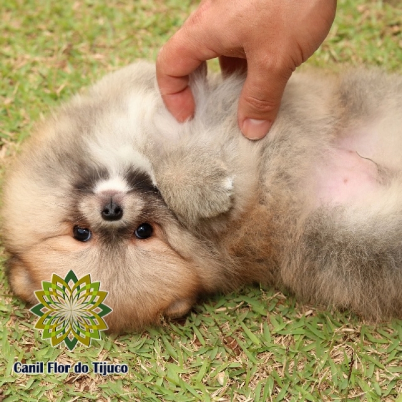 Cão Spitz Alemão Laranja Filhote Macho Caicó - Spitz Alemão Laranja Filhote