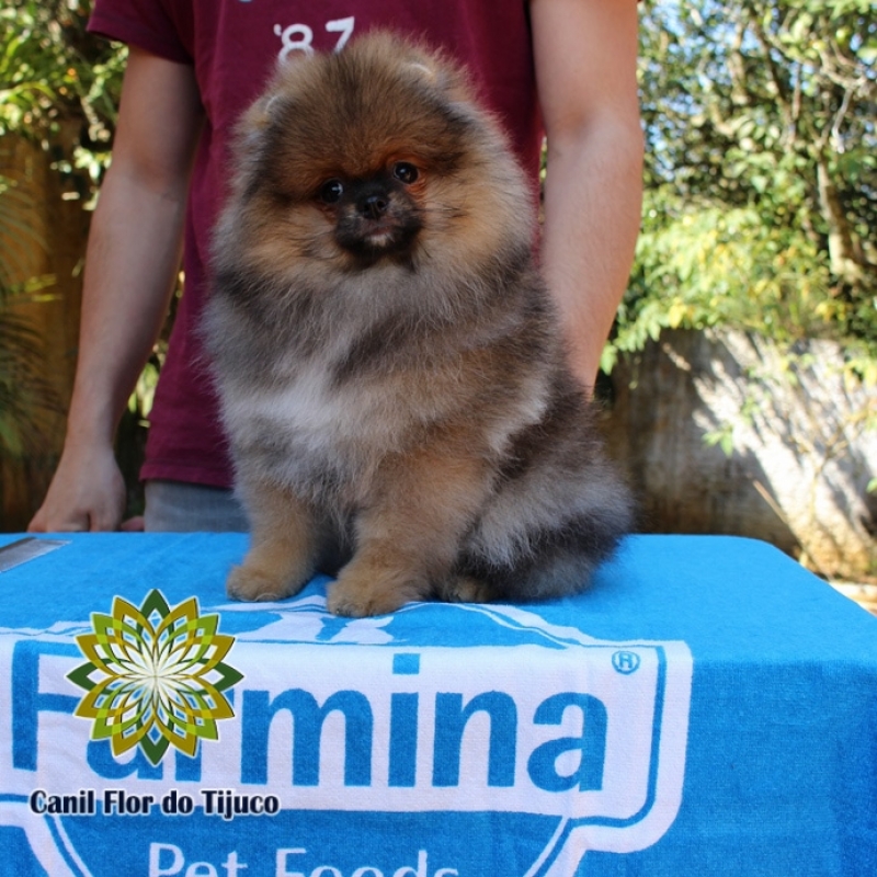 Cão Spitz Alemão Laranja Filhote Esperantina - Spitz Alemão Laranja Filhote Macho