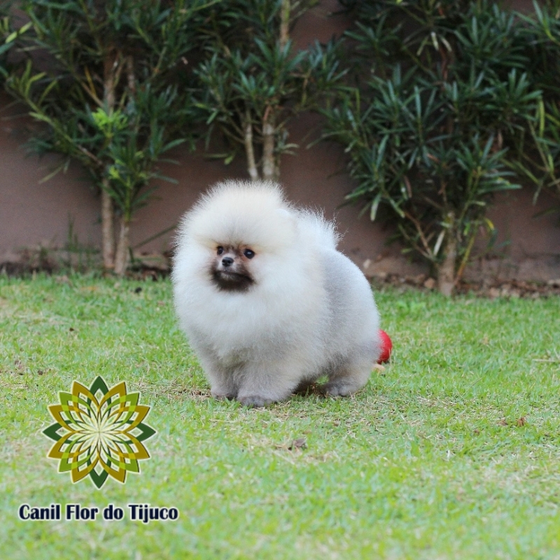 Cão Spitz Alemão Laranja Micro Metropolitana de Curitiba - Spitz Alemão Laranja Micro