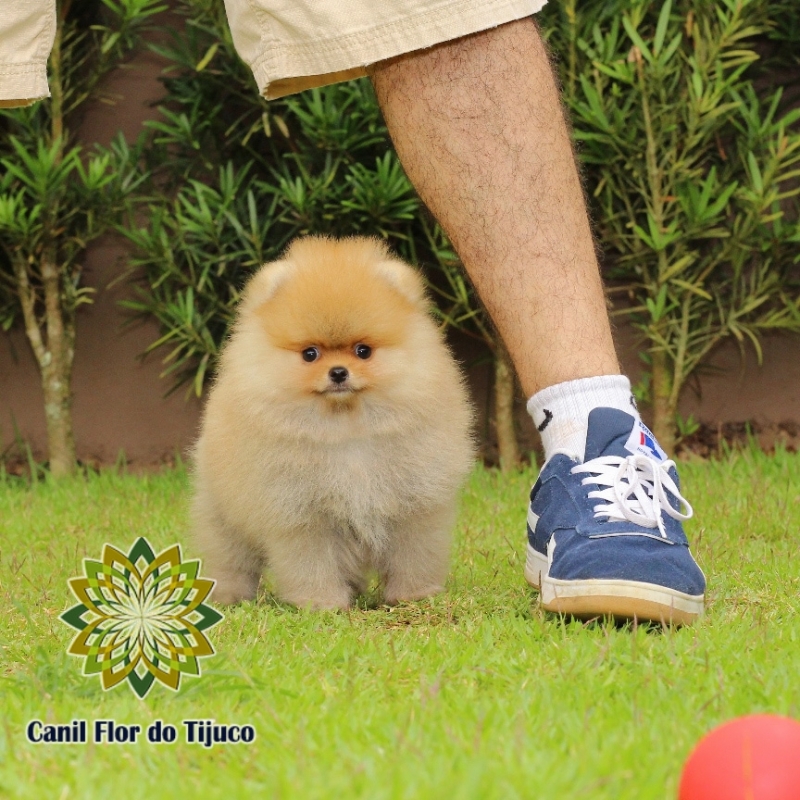 Cão Spitz Alemão Laranja Pequeno Joaçaba - Spitz Alemão Laranja Sable