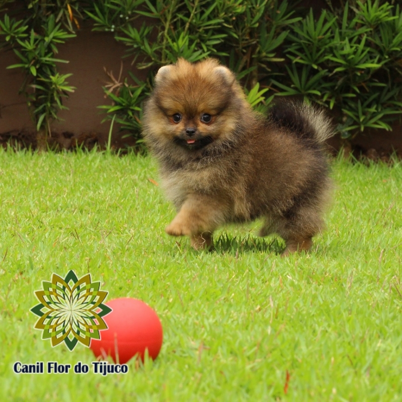 Cão Spitz Alemão Laranja Sable São Borja - Spitz Alemão Laranja Filhote